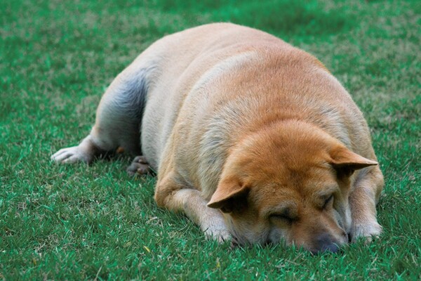 Dog Pet Health: What Is Bloat and What Are Its Symptoms?