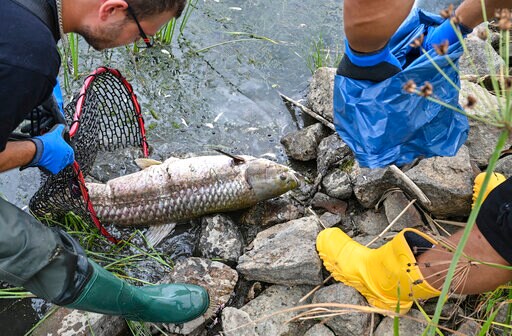 High Salinity Found in European River after Fish Die-off