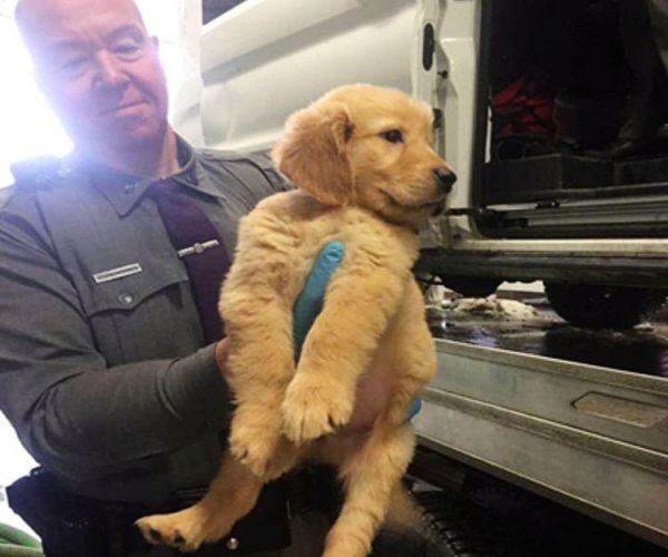 103 Puppies Rescued by New York State Police After Truck Overturns