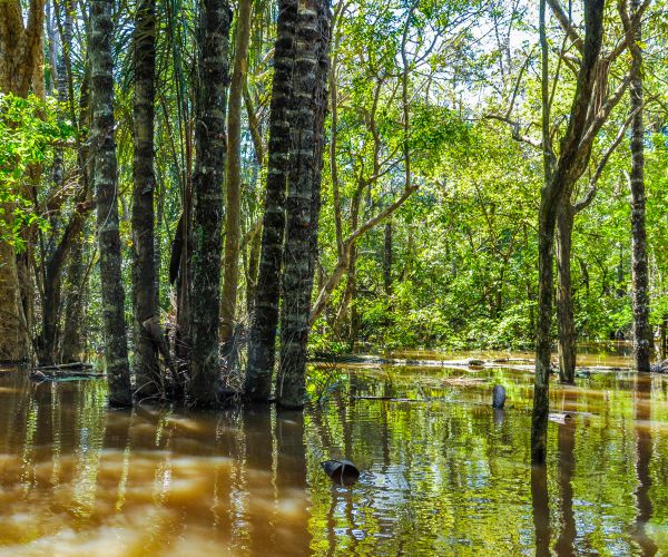 US Family Survives Pirates in Amazon Jungle