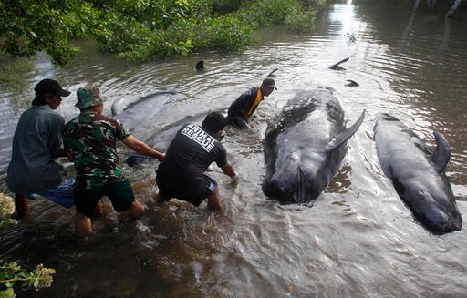 Dozens of Whales Stranded in Indonesia's Java Island, 10 Die