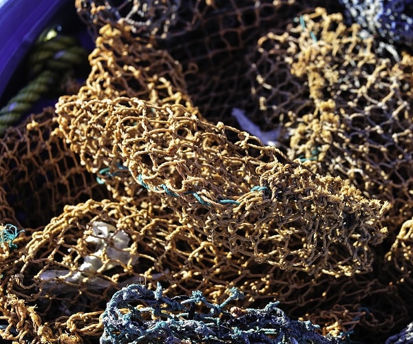 Australia Sea Snake Kills British Fisherman Pulling in Net