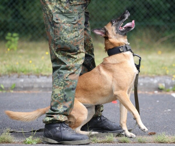Researchers Train Dogs to Detect COVID-19 With 94 Percent Accuracy