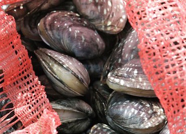 Warmer Seas Fuel Maine Crab Invasion, Clammers Say