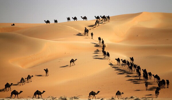 Google Hires Camel as Virtual Tour Guide to Map the Liwa Desert