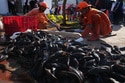Explosion of Invasive 'janitor Fish' Sparks Mass Removal Operation in Indonesia's Capital
