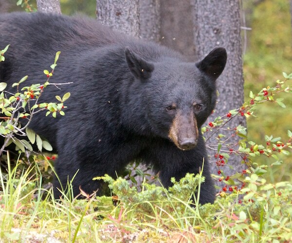 Bear Eats Cupcakes  – 2 Dozen – After Breaking Into Baker's Car