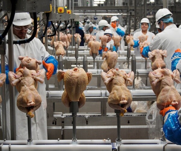 Workers process chickens at a poultry plant.