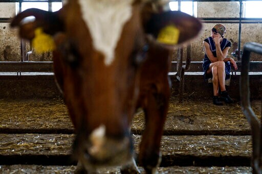 Dairy Farm in Ukraine's Donbas Region Struggles to Survive