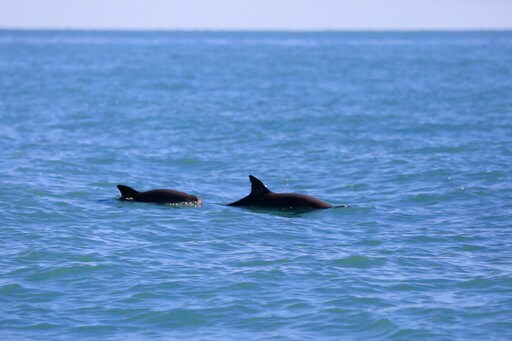 Experts Urge Gulf Refuge for Endangered Vaquita Porpoise