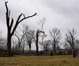 Tornadoes Kill 2 in Ind., Raze Buildings in Ill.