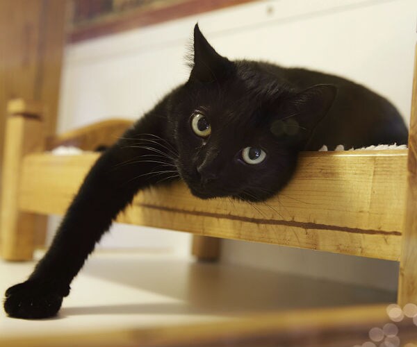 To Declaw Cats or Not? New Jersey Could Be First With Ban