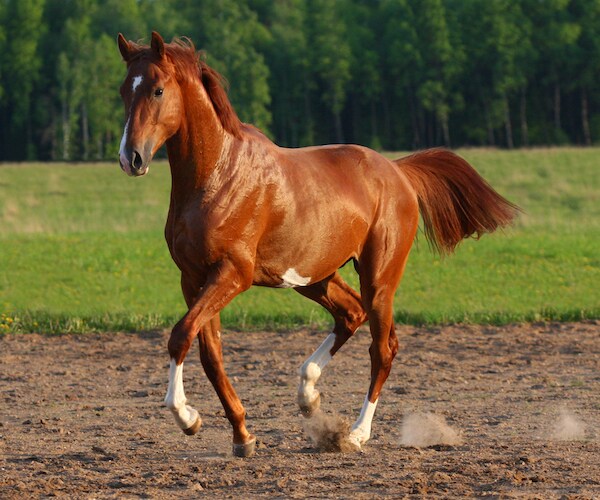 Horse Rider Faces DUI After Trampling Boy in Parade