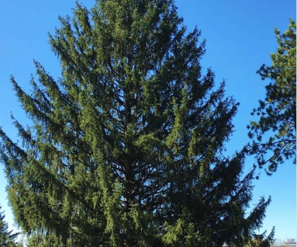 Rockefeller Center Christmas Tree: Giant Norway Spruce Chosen