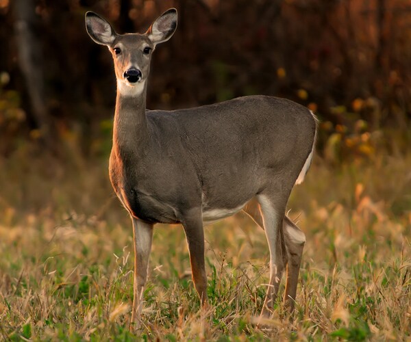 Ohio Deer Attacks Have Woman Feeling Like a 'Prisoner' in Her Own Home