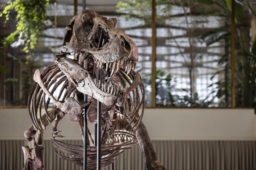 T. Rex Skeleton Expected to Fetch Millions at Zurich Auction