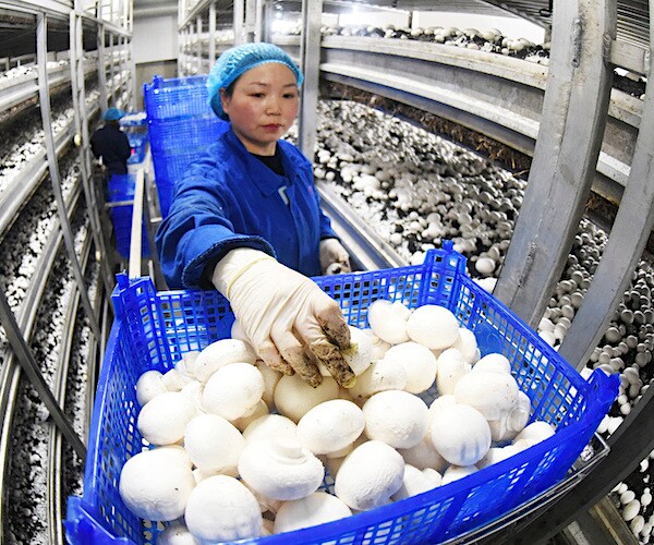 a woman wearing protective gears handles a bushel of white mushrooms in a room full of them