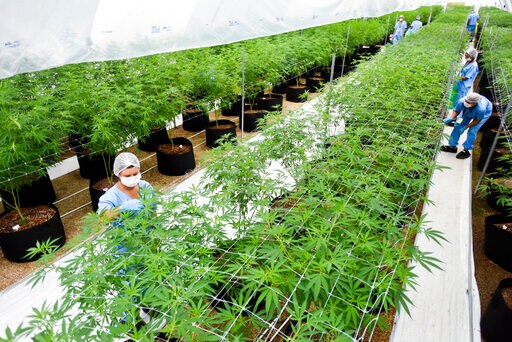 2 Firms First to Export LatAm Medicinal Marijuana to Europe