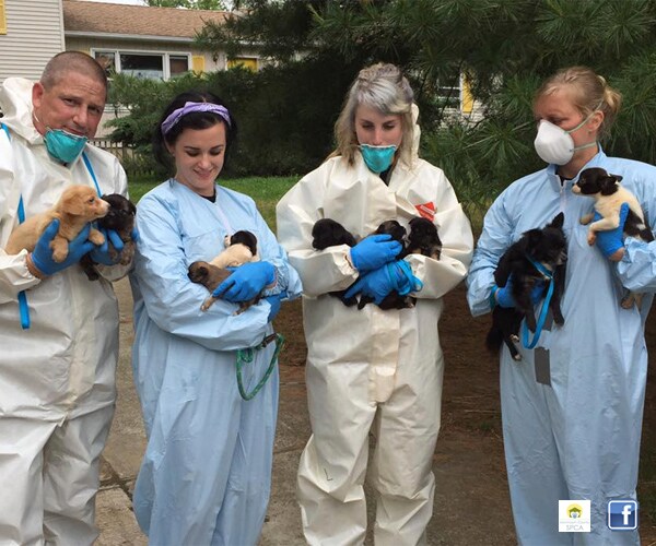 276 Dogs in 1 NJ Home Fill Shelters After Mass Eviction