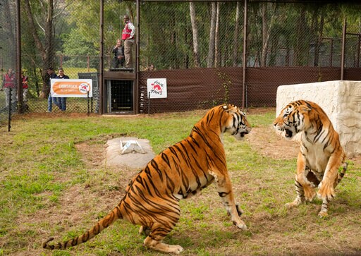 4 Tigers Rescued from Argentina Get New Home in South Africa