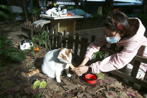 One Good Thing: Midnight Cafeteria Feeds Taipei's Stray Cats