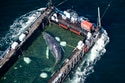 A Barge Carrying Timmy the Humpback Whale Begins Journey to the North Sea