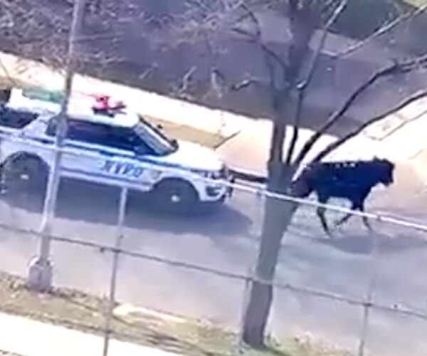 Queens: Cow Runs Loose After Slaughterhouse Escape But Is Recaptured