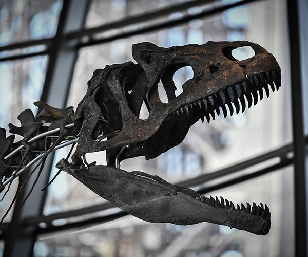 Mystery Dinosaur Skeleton Sold at Auction for $2.36 Million