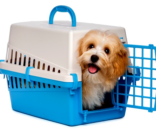 California Pet Store Ban Needs Brown's OK to Shut Puppy Mills