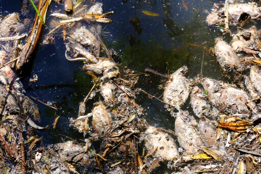 Tequila Byproduct Spill Fouls Mexican Reservoir, Kills Fish