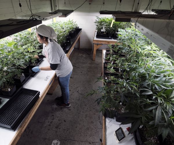 Thorny Questions Threaten to Slow Legal Pot