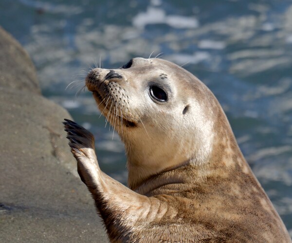 US Science Agency: Selfies With Seal Pups a No-No