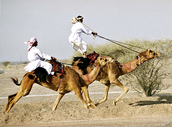 Omani Camels May Be Transmitting Coronavirus, Study Suggests