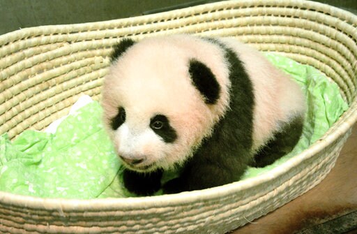 Japan's Baby Panda Now Has a Name: Xiang Xiang, or Fragrance