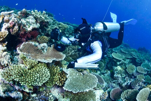 Most Great Barrier Reef Coral Studied This Year Was Bleached
