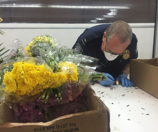 agriculture inspector at miami airport inspects flowers