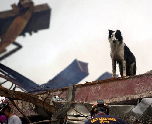 Rescue Dog Amid the Rubble