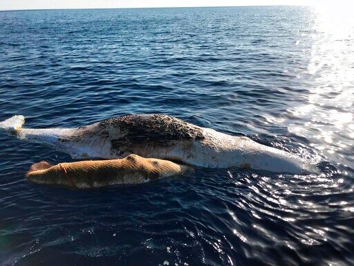Mother Sperm Whale and Baby Dead in Fishing Net off Italy