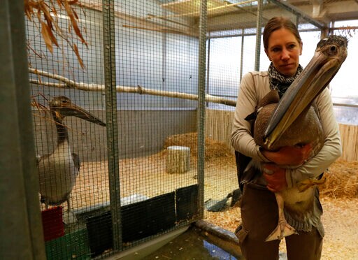 Prague Zoo Sends 3 Pelicans to London's St. James's Park
