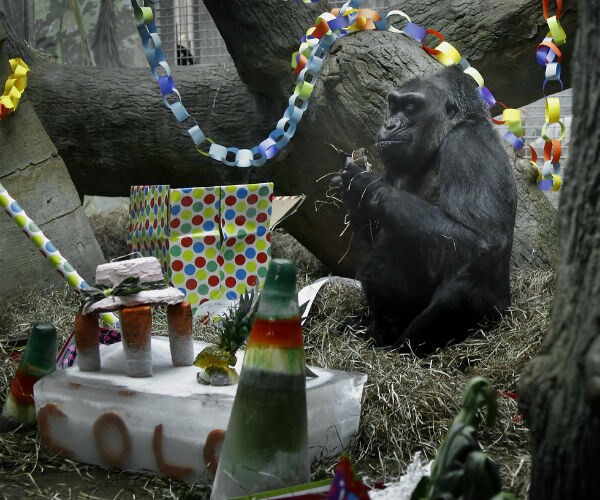 Oldest Zoo Gorilla Doing Well After Biopsy Before Birthday