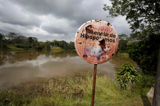 Fear and Love Surround Escobar's Hippos Thriving in Colombia