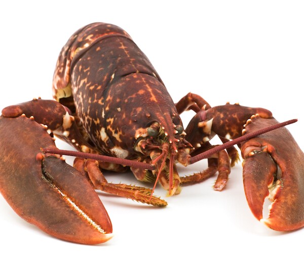 lobster on a white background
