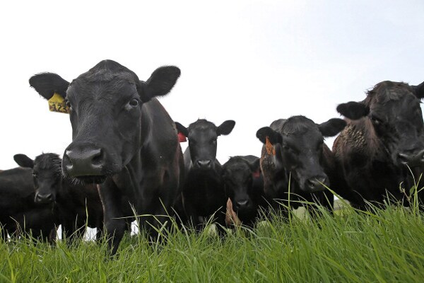 Study: Science Underestimated Livestock Impact on Global Warming