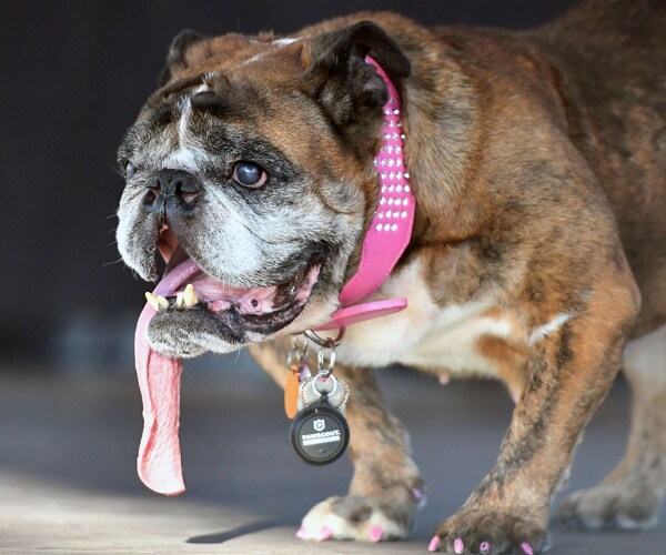 Zsa Zsa, World's Ugliest Dog, Dies