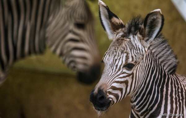 Study: Zebras Have Stripes to Ward Off Insects
