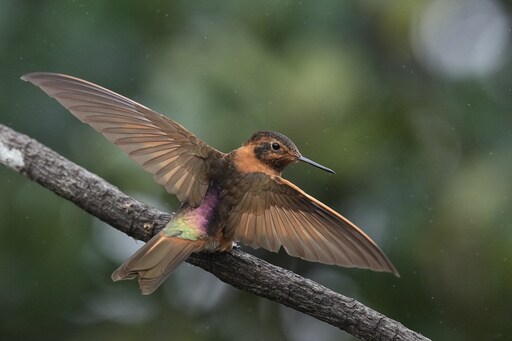 An Ancient Forest in Ecuador Is the Last Stand for a Tiny Hummingbird Facing Extinction