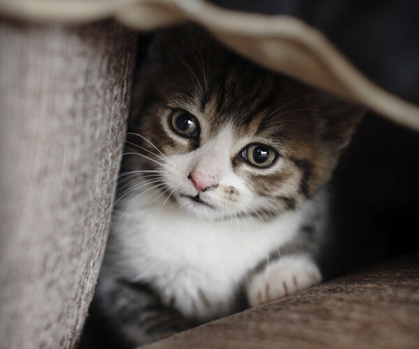 Virginia Kitten in Fender Rescued After 45-Mile Ride