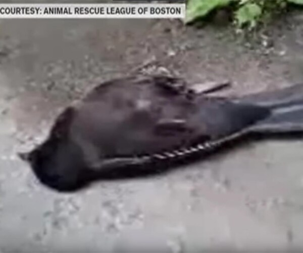 Boston Bird Mystery: Sick Grackles Rain on Neighborhood