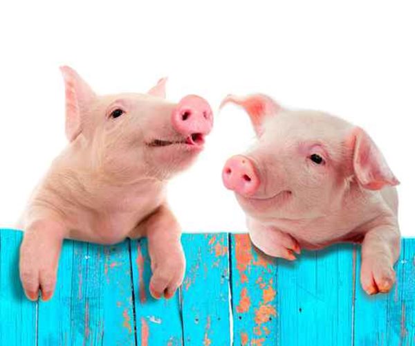 Can Gene-Modified Pigs Supply Organs for People?