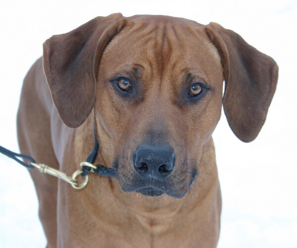 Lanasu Whitner, Service Dog Joyously Reunited